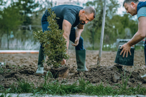 Best Tree and Shrub Care  in Sandersville, GA