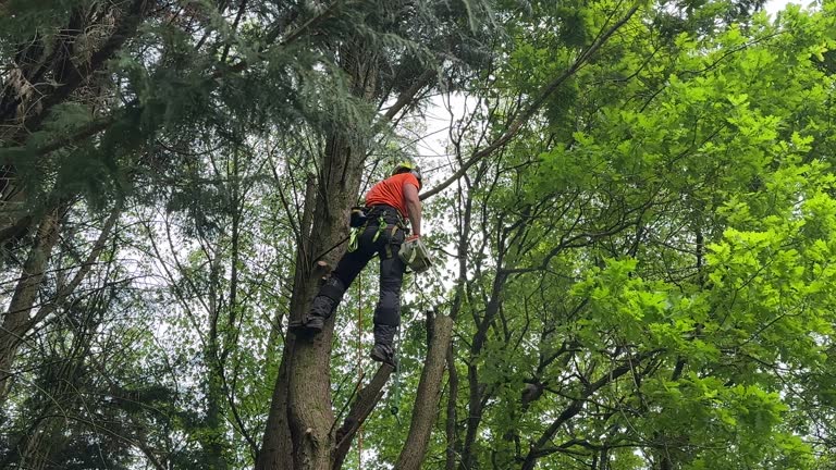 Best Weed Control  in Sandersville, GA