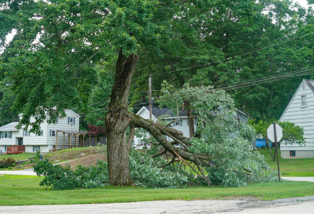 Best Firewood Processing and Delivery  in Sandersville, GA