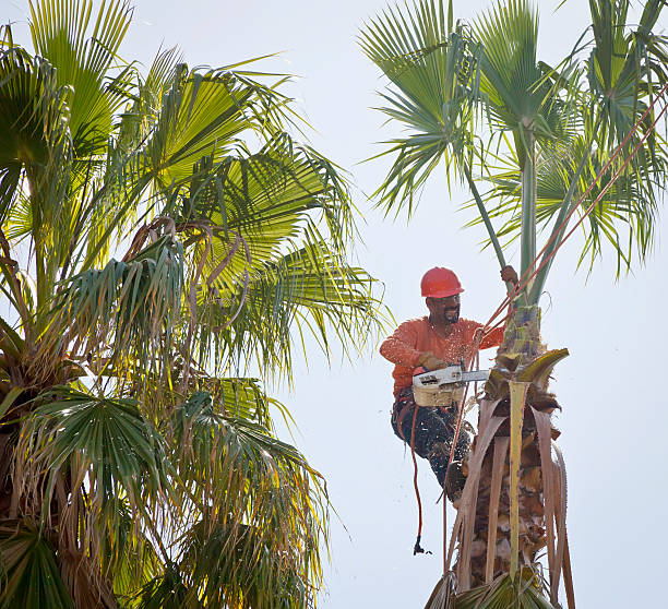 Reliable Sandersville, GA Tree Removal Solutions